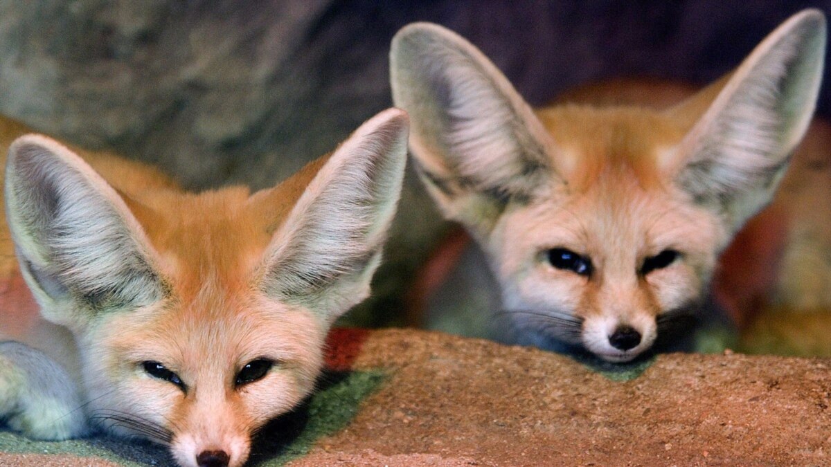 A Fox Among The Chickens?