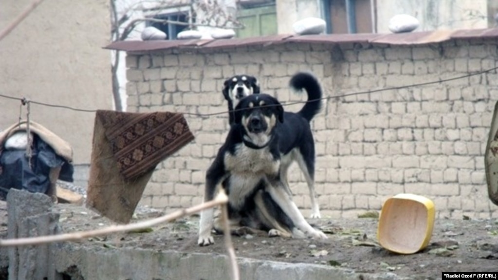 Афзоиши ҳамлаи сагон ва хатари гирифторӣ ба бемории ҳорӣ дар Суғд