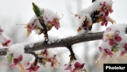 Armenia - Blossoms covered by snow, Yerevan, 30Mar2014.