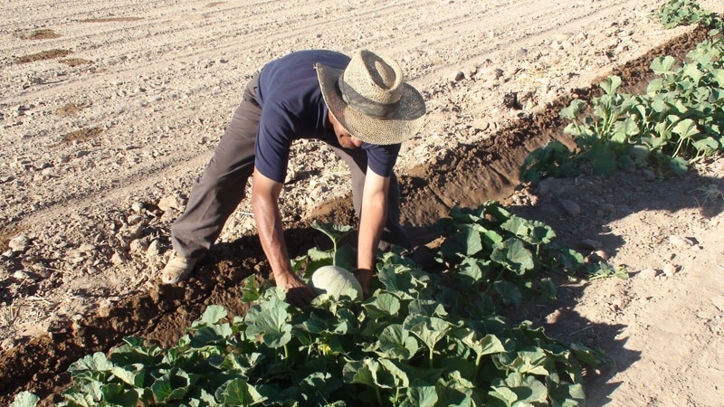 В Узбекистане фермерам разрешили заключать контракты с любым кластером