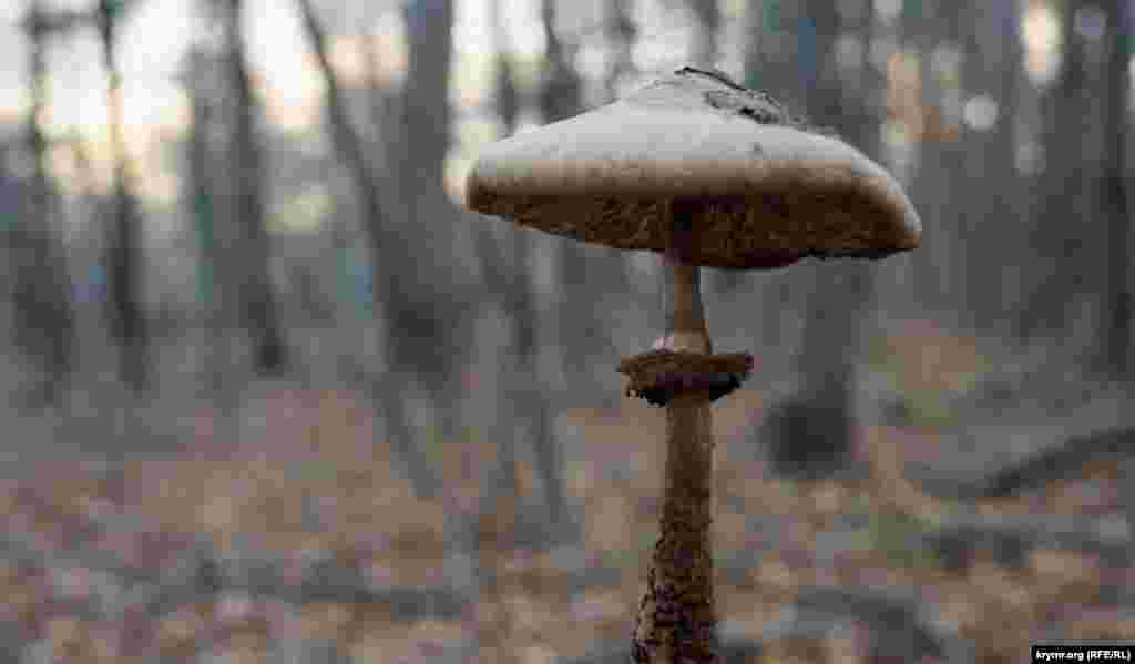Встречается и гриб-зонтик пестрый &ndash; деликатес грибных гурманов