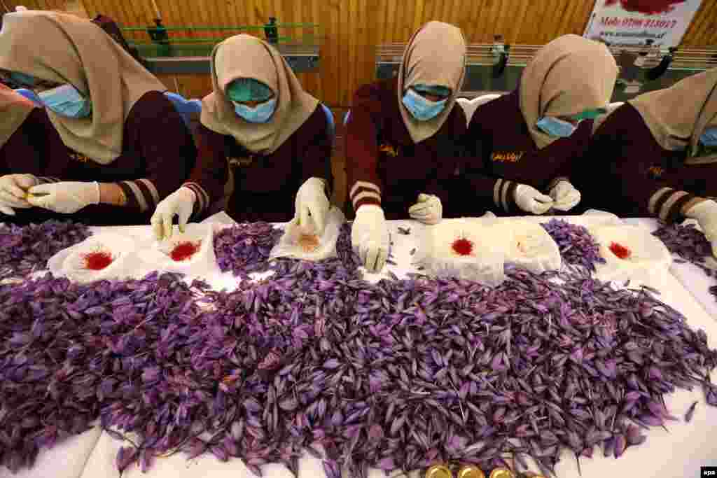 Afghan women collect saffron from flowers at a facility in Herat. Saffron, the world's most costly spice by weight, is seen as an alternative to poppy cultivation. (epa/Jalil Rezayee)