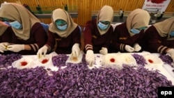 در تولید زعفران زنان نقش عمده دارند.