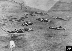 Білий пес біля тіл загиблих у запеклому бою бійців «Карпатської Січі», неподалік Хуста, 16 березня 1939 року