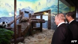 Putin və Xi Jinping Moskva zooparkında