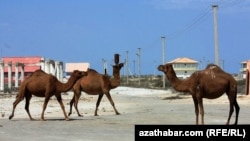 Пасущиеся верблюды на трассе Туркменбаши – Балканабат (архивное фото).