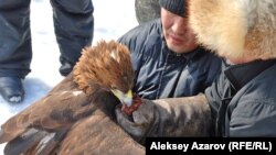 После выступления беркута хозяин кормит его свежим мясом. Алматинская область, 23 февраля 2013 года.