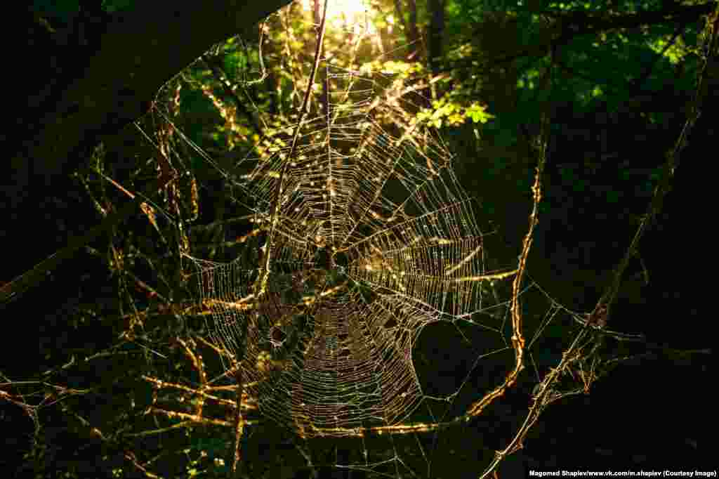 A cobweb caught in the evening sun. Despite his masterful use of sunlight Shapiev says he prefers heavy weather, when there&#39;s &quot;clouds, mist lightning ... anything that gives [the images] texture.&quot;&nbsp;