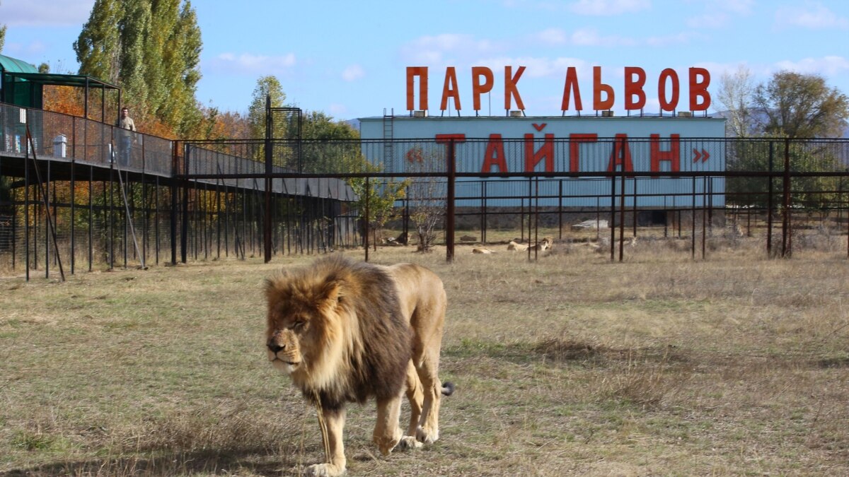 Парк Тайган Фото Со Львами