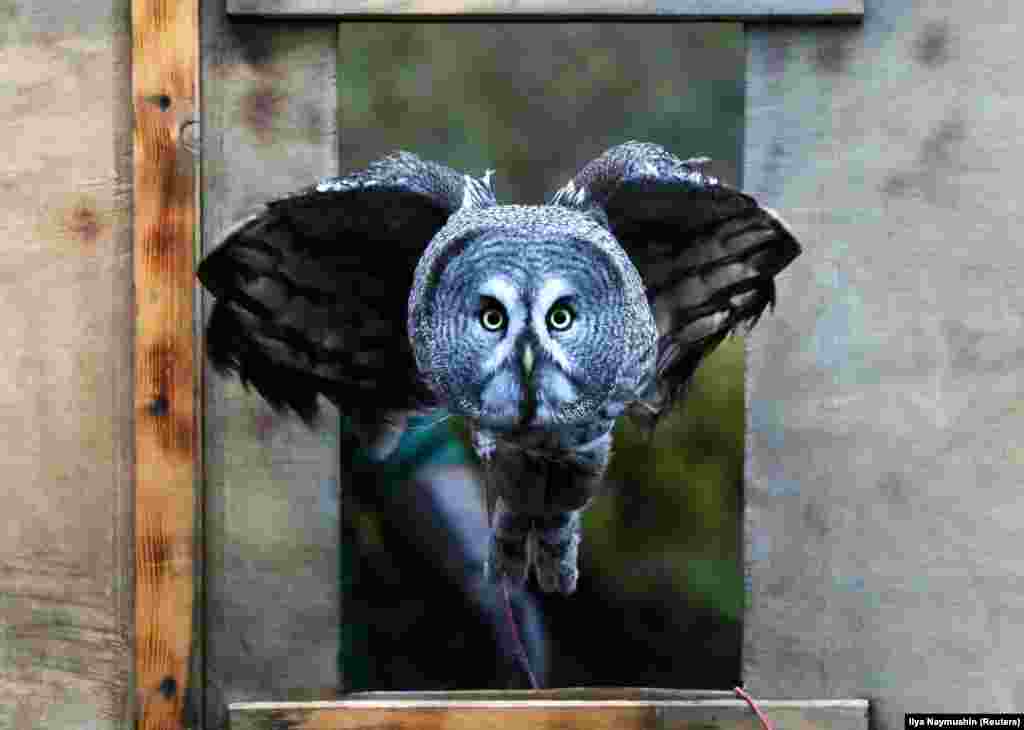 Mykh, a young great gray owl, flies through a window during a training session that is a part of a program of taming wild animals for research, education, and interaction with visitors, in a suburb of the Siberian city of Krasnoyarsk, Russia. (Reuters/Ilya Naymushin)