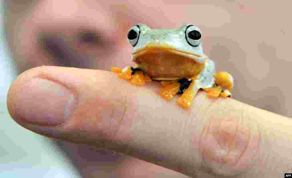 A green flying frog, also known as a Reinwardt&#39;s tree frog or black-webbed tree frog, sits on someone&#39;s finger at the State Museum of Natural History in Karlsruhe, Germany, to promote the show &quot;Bottomless -- Through the Air and Under Water.&quot; (AFP/Uli Deck)