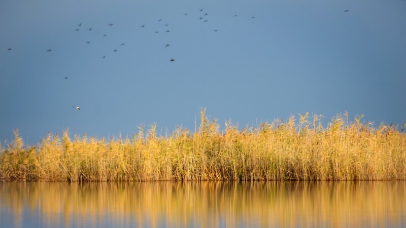 В Татарстане из-за волокиты сроки весенней охоты могут не подпадать под пролет гусей
