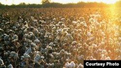 Uzbekistan - cotton field in Uzbekistan