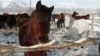 Лошади на туристической базе "Конный двор". Усть-Каменогорск, 2 января 2013 года. Фото предоставлено посетителями турбазы.