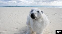 A climate change activist wears a polar bear costume