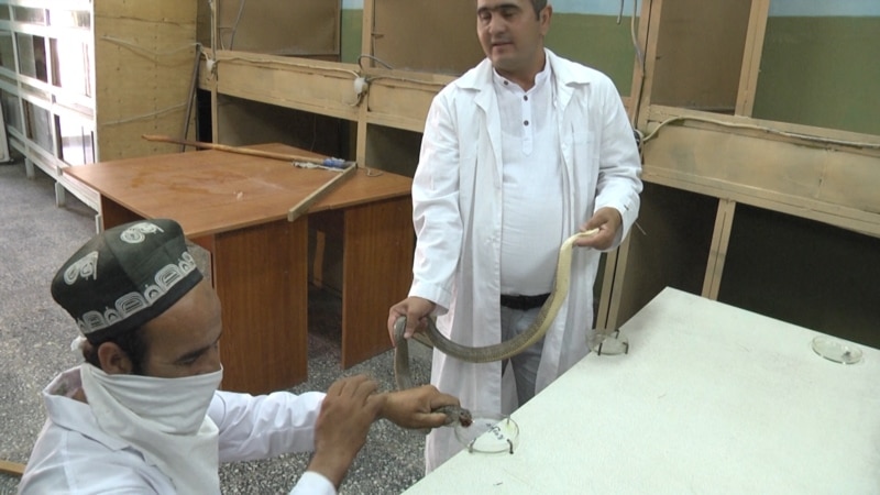 В Таджикистане вновь начали добывать змеиный яд. ВИДЕО