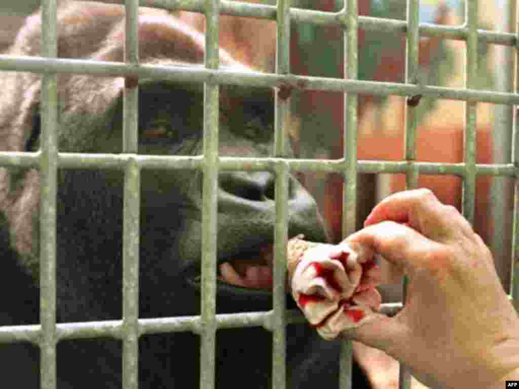 Gorila Toni u zoološkom vrtu u Nemačkoj