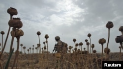 A Canadian soldier walks through a poppy field in Afghanistan's Kandahar Province.