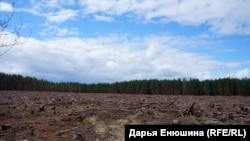 Масштабная вырубка леса у деревни Гарь. 2018 г.
