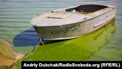 Спека стимулювала підвищене цвітіння води у водоймах, пояснюють у комунальному підприємстві «Плесо»