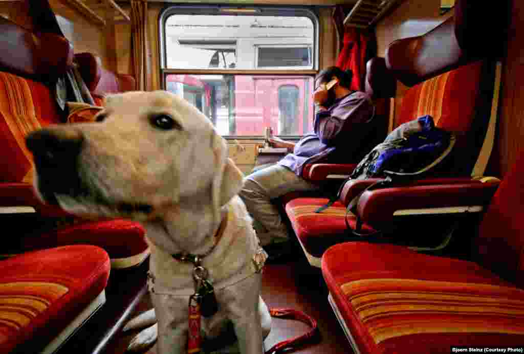 Bihari's guide dog, Harley