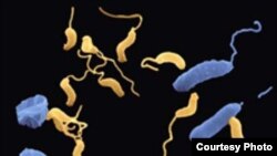 Жизненный цикл хищной бактерии Bdellovibrio по часовой стрелке, начиная с 1 часа дня: Bdellovibrio прикрепляется к бактерии, проникает внутрь и пожирает бактерию изнутри, несколько раз делится и выходит наружу).