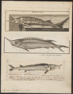Непереводимое русское слово - стерлядь. По-английски эта рыба называется sterlet. Рисунок из коллекции Iconographia Zoologica Нидерландского королевского зоологического общества. 1881-1883