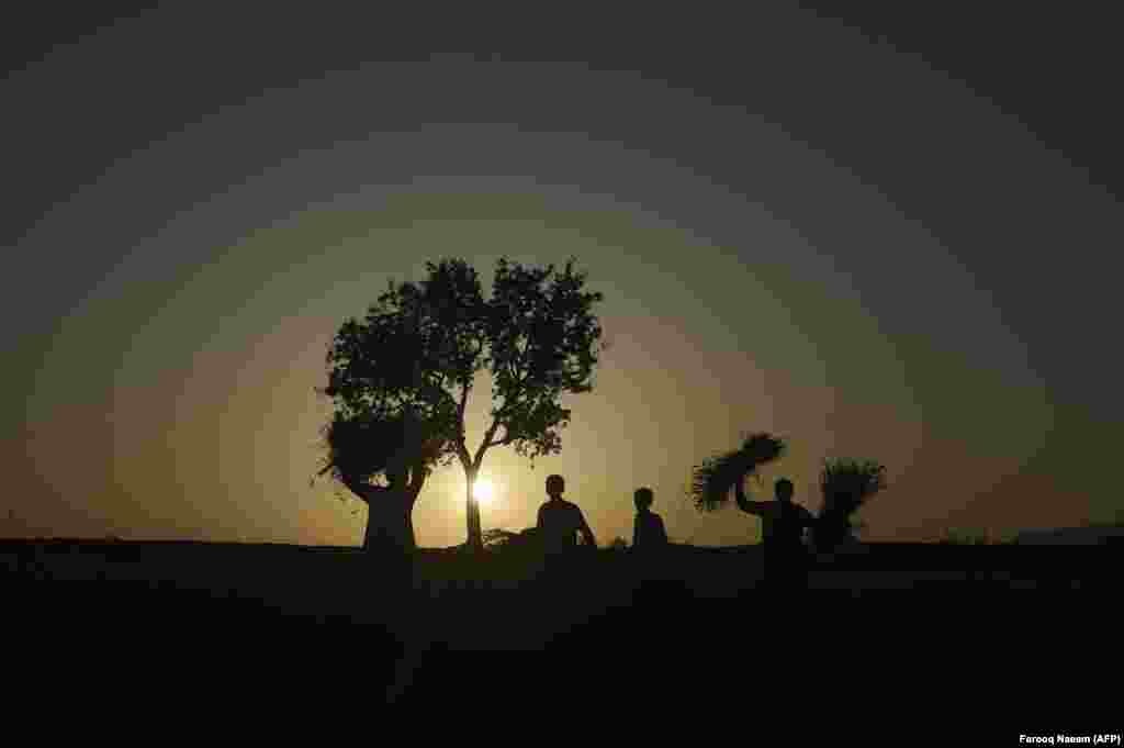 Pakistani laborers carry bundles of wheat crops while harvesting on the outskirts of Islamabad. (AFP/Farooq Naeem)