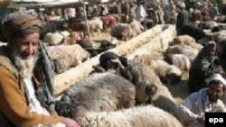 خرید و فروش گوسفند قربانی در بازاری در کابل