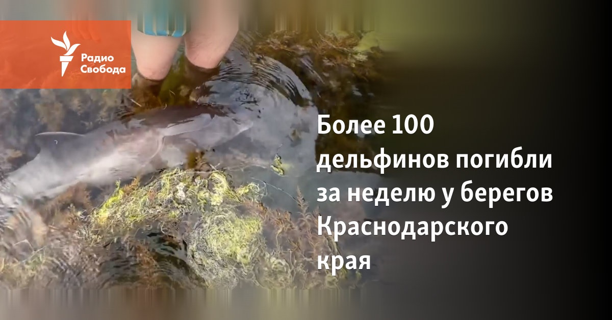 More than 100 dolphins died in a week off the coast of the Krasnodar Territory