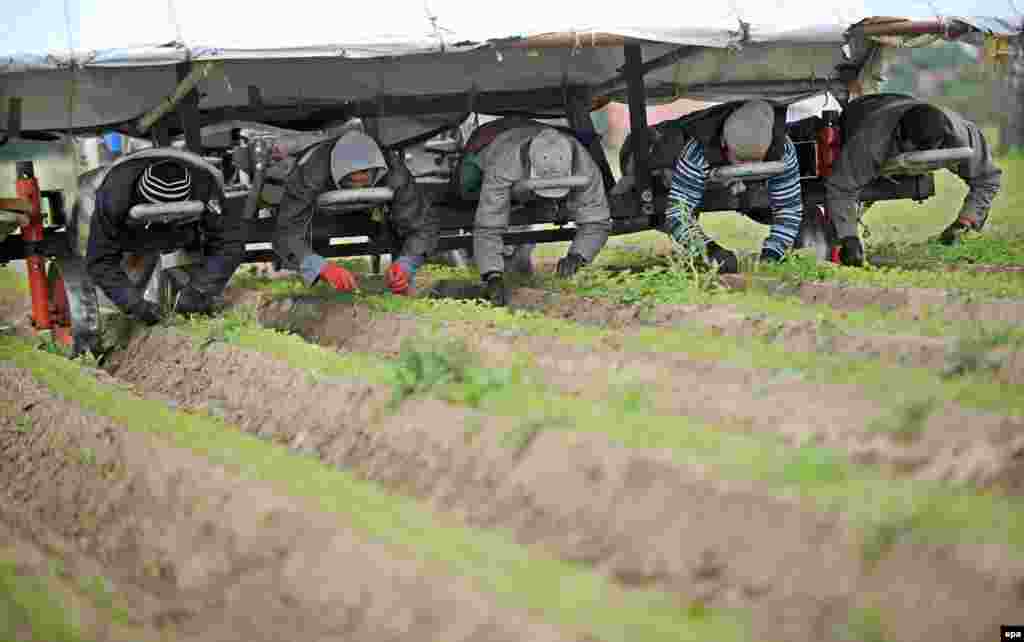 Seasonal workers from Russia weed an organic carrot field by hand in Calden, Kassel, in Germany.&nbsp;(EPA/Uwe Zucchi)