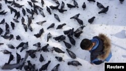 Кептерге жем беріп тұрған бала.