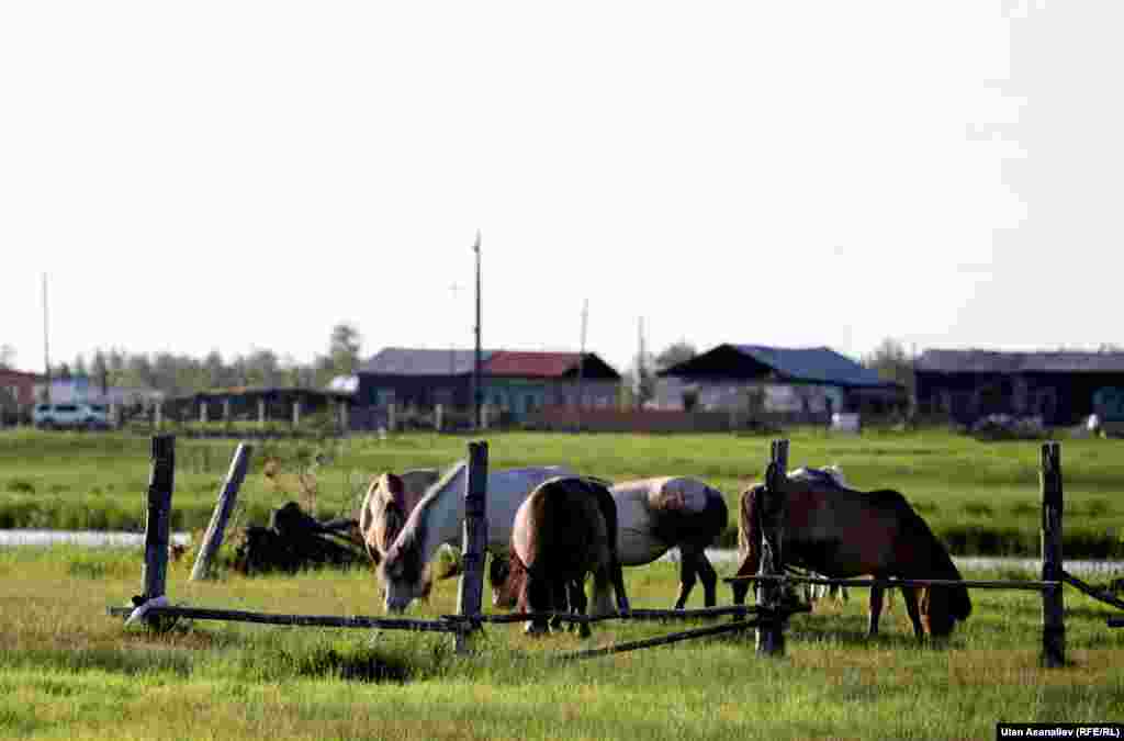 Якутск шаарынан анча алыс эмес жердеги Үөдей айылынын жылкылары