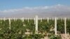 Armenia - A large vineyard in Armavir province, 15Oct2012.
