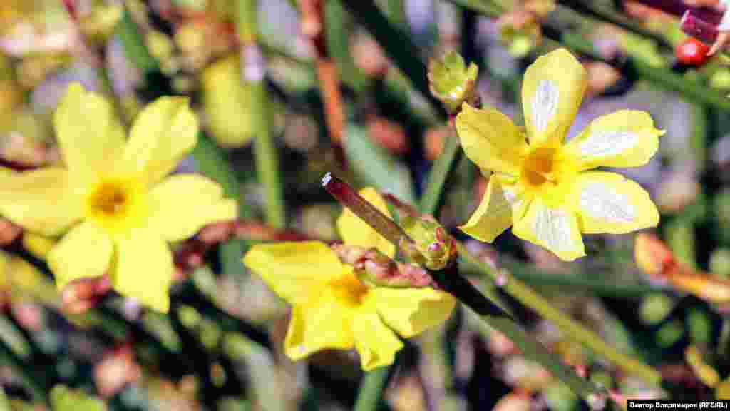 Квіти жасмину голоквіткового в Ботанічному саду &laquo;Кримського федерального університету&raquo; (Таврійського національного університету)