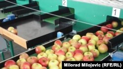 BiH: Jabuke u fabrici za preradu - ilustrativna fotografija: Milorad Milojević