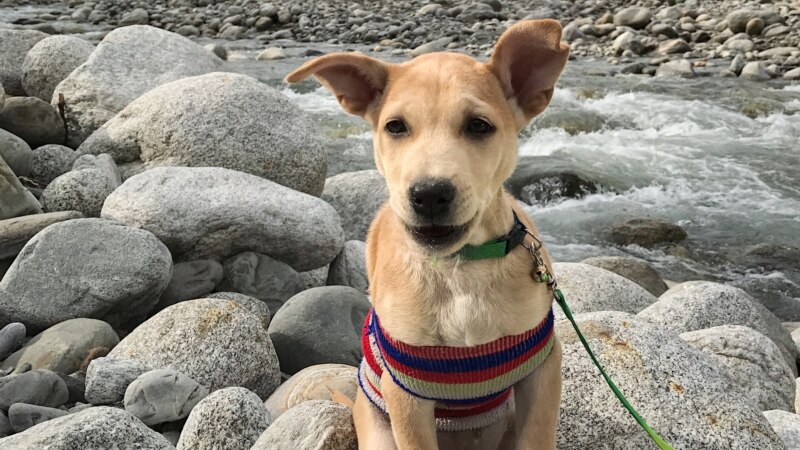 В Коми собака охраняла погибшего в лодке хозяина