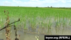 Рисовое поле в Херсонской области