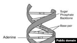 ДНК – это главный механизм, который позволять виду сохраняться во времени иногда на протяжении миллионов лет