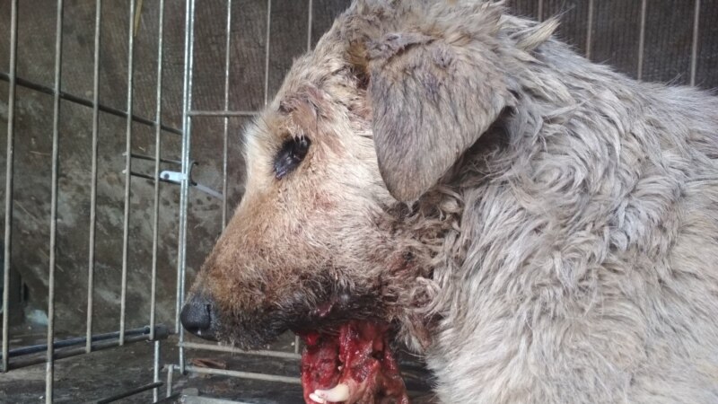 В Татарстане зоозащитники спасают пострадавшую во время отстрела собаку из Марий Эл