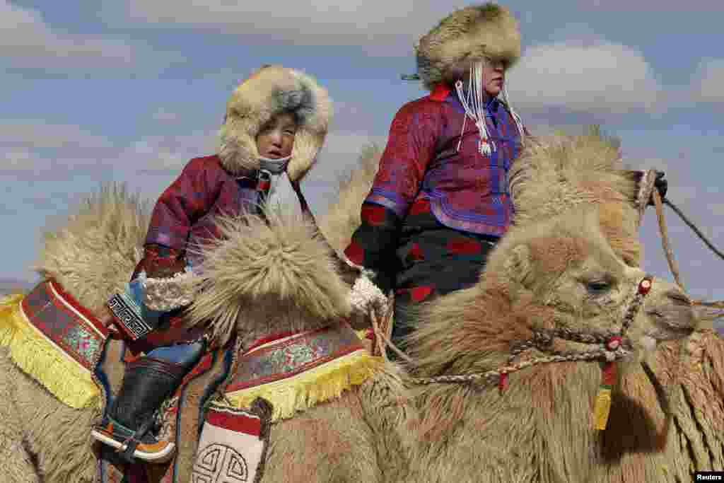 Скачки на верблюдах - один из популярных видов спорта в Монголии.