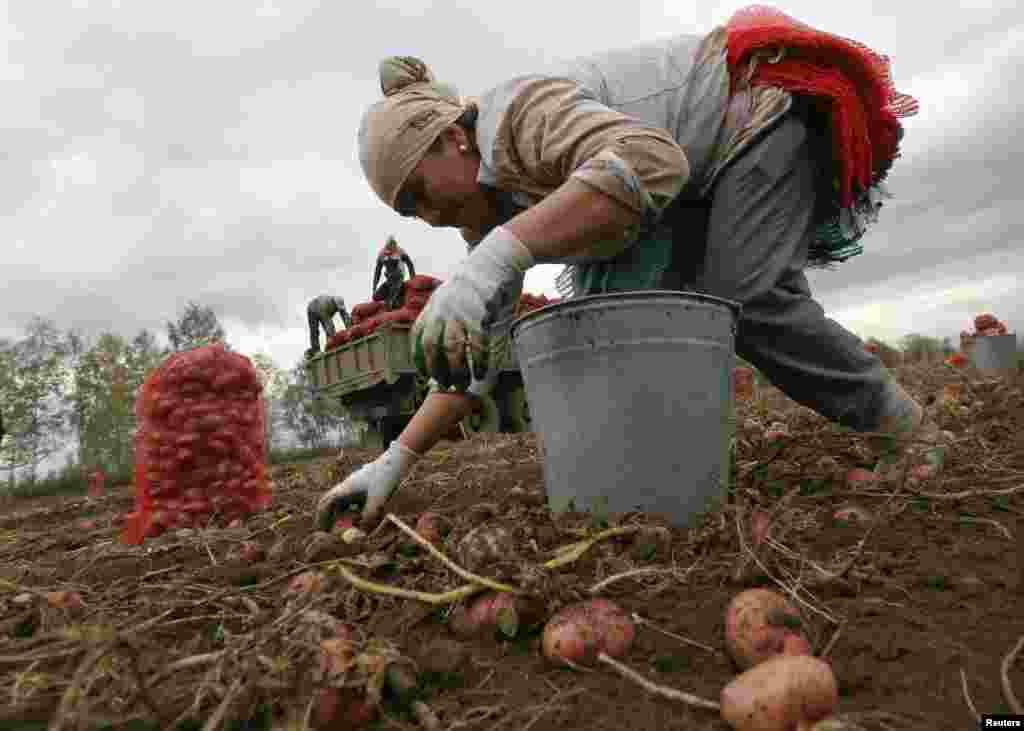 A migrant worker from Uzbekistan collects potatoes at a private agrarian field in the village of Beryozovka near Russia's Siberian city of Krasnoyarsk. (Reuters/Ilya Naymushin)