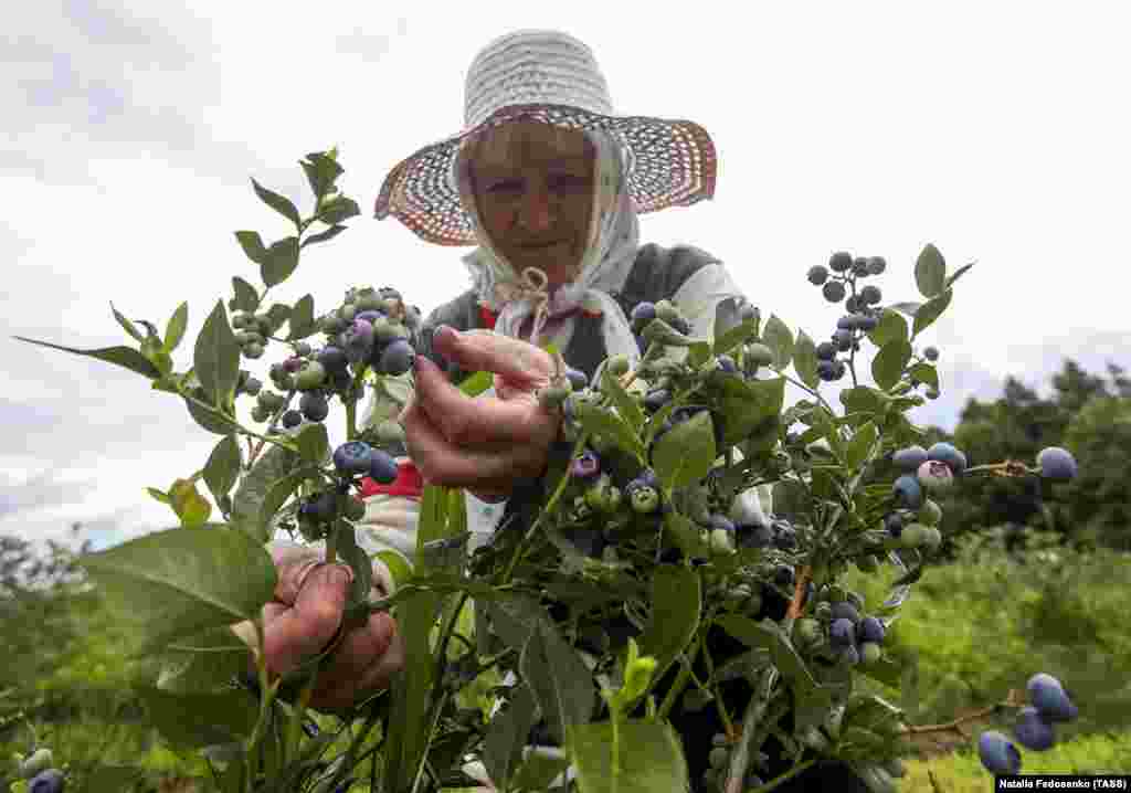 A woman harvesting bog blueberries in a field in the Russian village of Krasynichy. (TASS/Natalia Fedosenko)