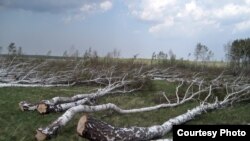 Срубленные деревья в северном Казахстане. Иллюстративное фото.