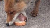 GRAB - Sandwich-Making Chernobyl Fox Goes Viral