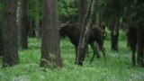 Moose Run Loose In Downtown Minsk