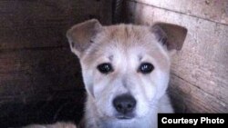 A stray dog in the Tatarstan capital, Kazan