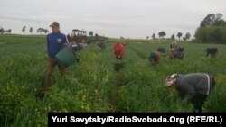 Украинские работники на сельскохозяйственных работах в Польше. Иллюстративное фото