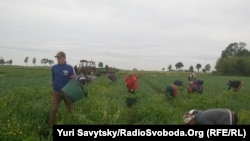 Українські заробітчани на сільськогосподарських роботах у Польщі