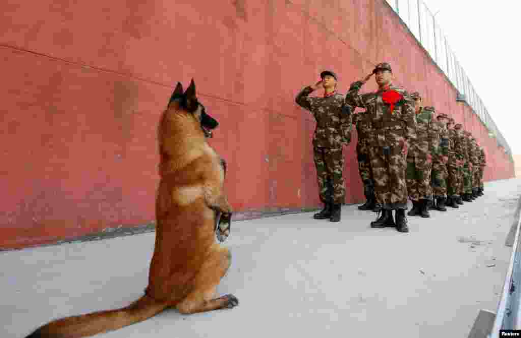 An army dog stands up as retiring soldiers salute their guard post before retirement in Suqian, Jiangsu Province, China. (Reuters/Stringer)